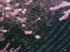 -杭州植物园