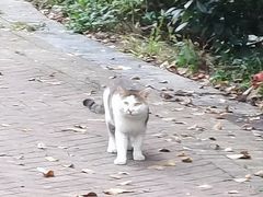 -杨祥网红脆皮五花肉
