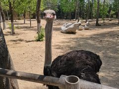 -大连森林动物园