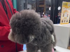 -博特宠物医院24h犬猫全科.骨科·异宠