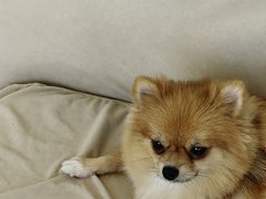 -怪兽屋·羊驼·猫咖·狗咖(俊华广场店)