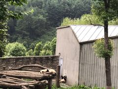 -卧龙中华大熊猫苑神树坪基地