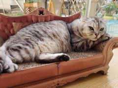 -猫咪派对(江南西店)