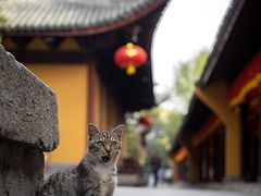 -龙华寺