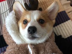 -宠颐生动物医院·心脏科·保险定点(锦阳分院)