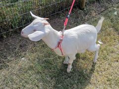 -前小桔亲子创意农场·草莓采摘·露营烧烤