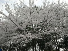 -楼外楼(玉泉店)