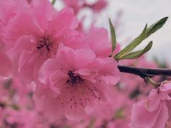 -秀丽东方