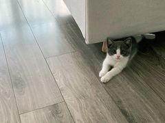 -欣宠猫屋·矮脚拿破仑·蓝金金渐层
