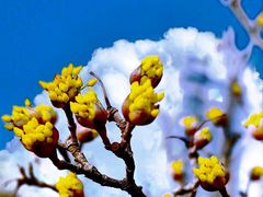 -陕西省西安植物园