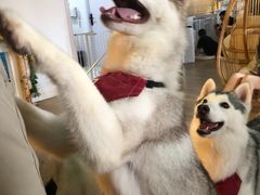 -Husky Go! 哈士奇体验馆·宠物咖啡厅狗咖