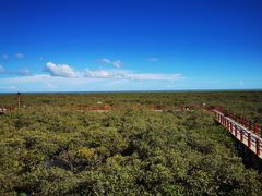-北海金海湾红树林生态旅游区