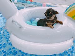 -BABYDOG宝贝狗宠物乐园(欧洲城店)