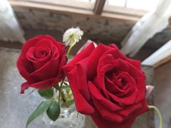 -Jo's Garden