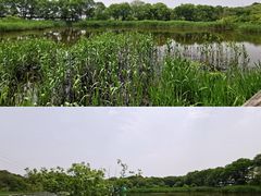 -西湖风景区-江洋畈生态公园