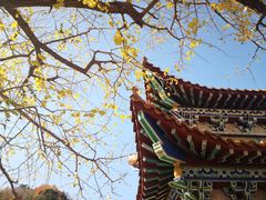 -遵化市禅林寺古银杏风景园