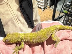 -酷以爬仙阁实体爬宠店·守宫·蜥蜴·专业繁育