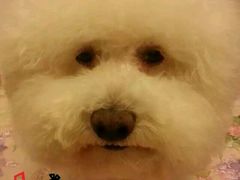 -宠颐生中康贝怡动物医院