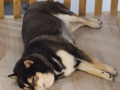 -柴迷FANS CLUB·柴犬狗咖·猫咖