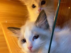 -猫十亿·布偶金渐层·曼基康矮脚猫舍(青年路店)
