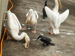 -西霞口神雕山野生动物世界