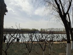 -大兴滨河森林公园