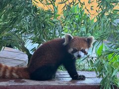 -杭州野生动物世界