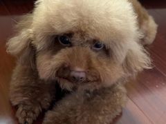 -萌宠之家·腊肠犬·马尔泰·小体犬舍