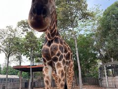 -清迈夜间动物园