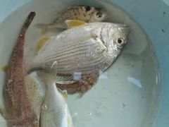 -五缘湾游艇帆船俱乐部