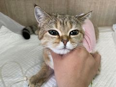 -北京观赏动物医院·24小时大型综合·猫专科·异宠专科
