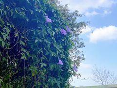 -侯臣咖啡文化村