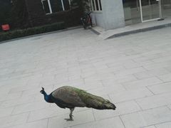 -北京麋鹿生态实验中心