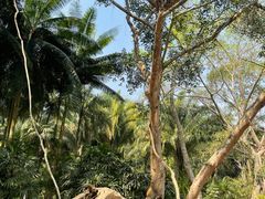 -中国科学院西双版纳热带植物园