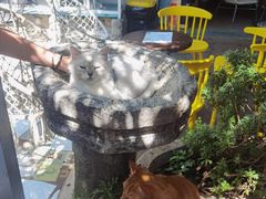 -喵屿·大理花园猫咖