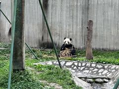 -卧龙中华大熊猫苑神树坪基地