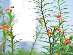 -二沙岛艺术公园