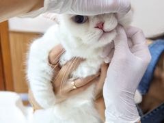 -瑞派中心宠物医院·CT·核磁·神经专科