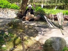 -都江堰中华大熊猫苑