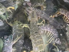 -拉威海鲜市场
