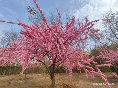 -中环花鸟鱼虫市场