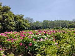 -洛阳市隋唐城遗址植物园