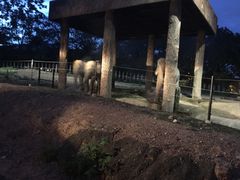 -清迈夜间动物园
