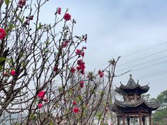 -天适樱花悠乐园