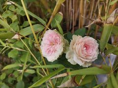 -小茶闲舍·观景商务茶馆(广州塔店)