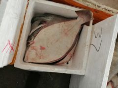 -活鲜水产品批发交易市场