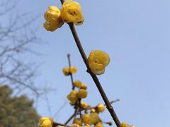 -无锡梅园公园