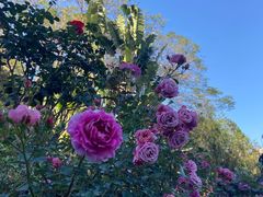 -人民公园(罗湖区)