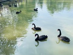 -溱湖国家湿地公园