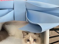 -猫遇摄影工作室